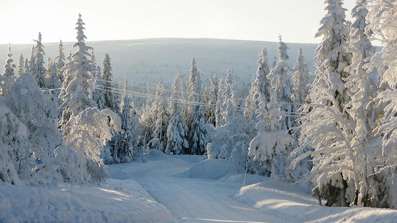 Paisaje de ruta forestal en invierno