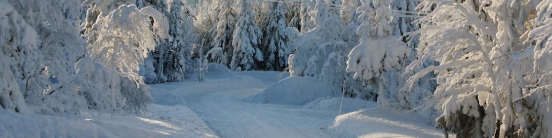 Paisaje de ruta forestal en invierno