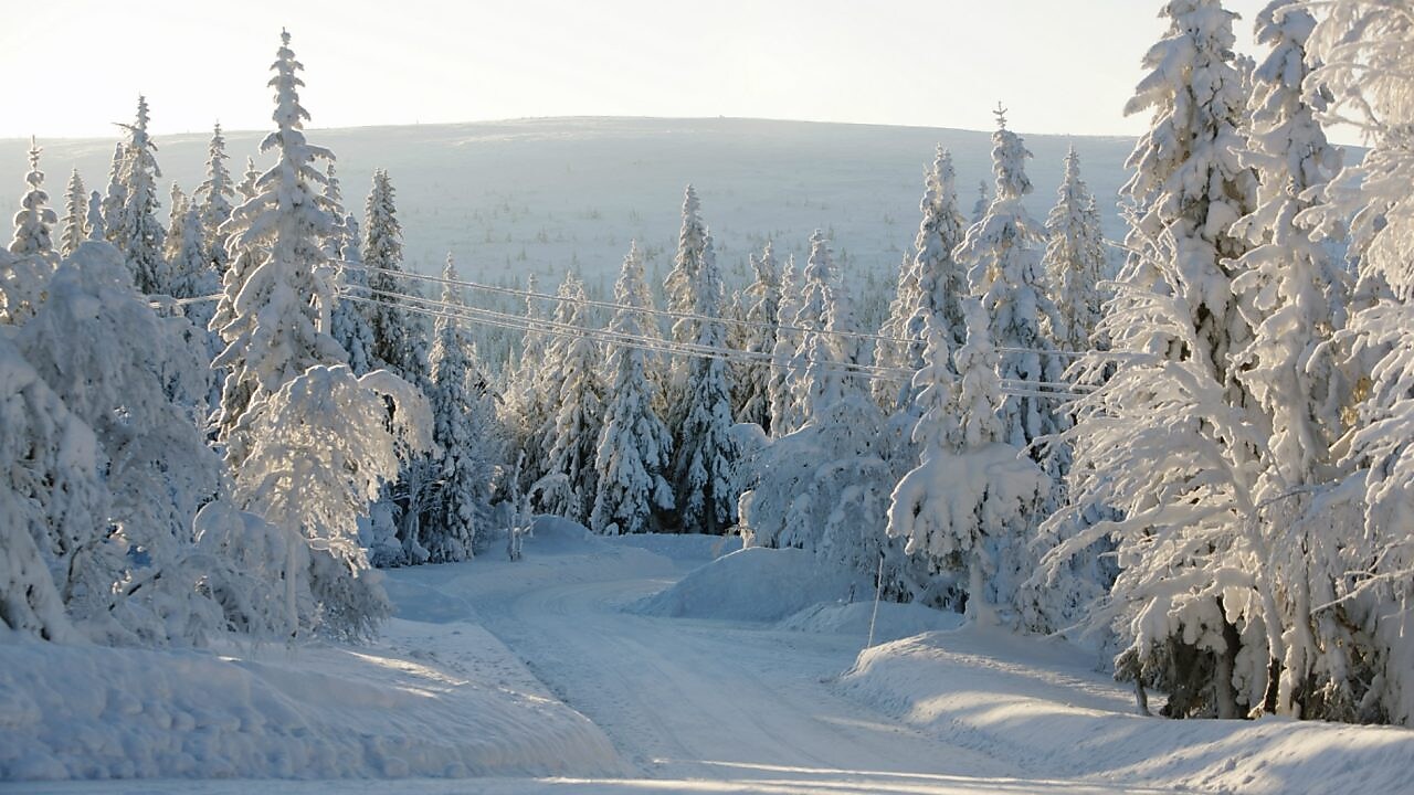 Paisaje de ruta forestal en invierno