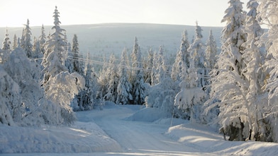 Paisaje de ruta forestal en invierno